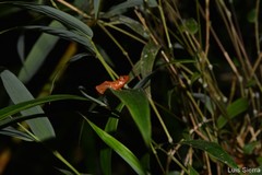 Pristimantis dorsopictus