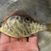 Tule Perch - Photo (c) prickly_sculpin, some rights reserved (CC BY-NC), uploaded by prickly_sculpin