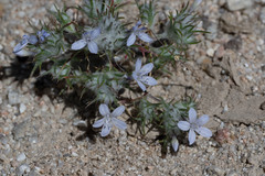 Eriastrum eremicum eremicum