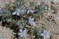 Eriastrum eremicum eremicum