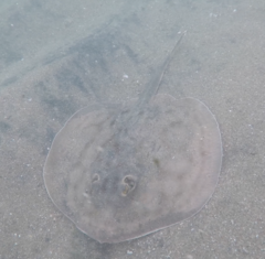 Urobatis concentricus