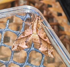 Eupanacra elegantulus