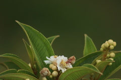 Miconia subhirsuta