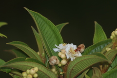 Miconia subhirsuta