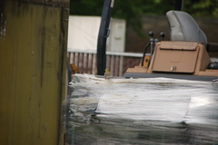 Spinus tristis jewetti