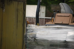 Spinus tristis jewetti