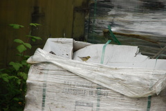 Spinus tristis jewetti