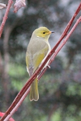Ptilotula penicillata penicillata