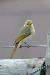 Ptilotula penicillata penicillata