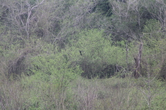 Crotophaga sulcirostris