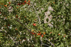 Lycium torreyi