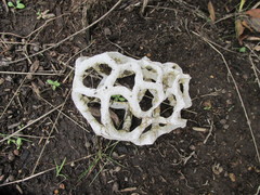 Ileodictyon cibarium