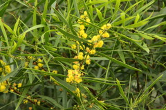 Acacia simsii