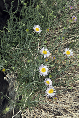 Erigeron breweri porphyreticus
