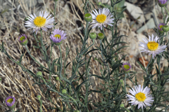 Erigeron breweri porphyreticus