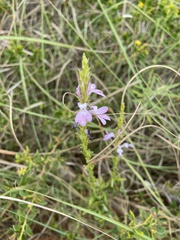 Striga curviflora
