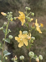 Abutilon angulatum angulatum