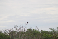 Rupornis magnirostris