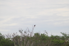 Rupornis magnirostris