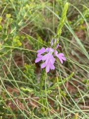 Striga curviflora