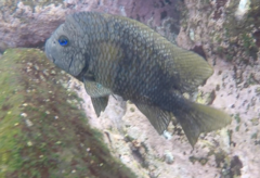 Microspathodon bairdii