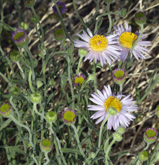 Erigeron breweri porphyreticus