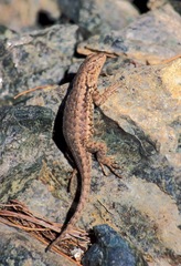 Sceloporus graciosus gracilis
