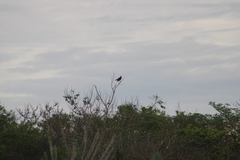 Rupornis magnirostris