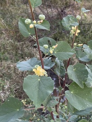 Abutilon angulatum angulatum