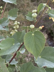 Abutilon angulatum angulatum