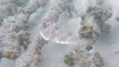 Sphoeroides lobatus