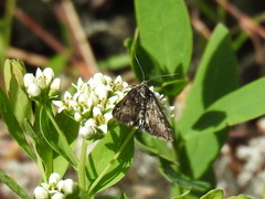 Loxostege anartalis