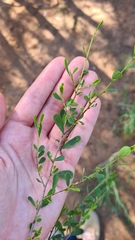 Erythroxylum australe