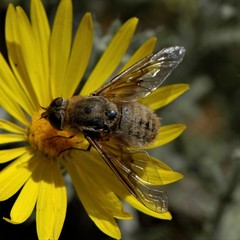 Paravilla edititoides