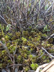 Sphagnum teres