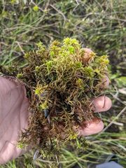 Sphagnum teres