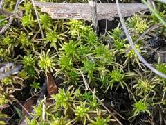 Sphagnum teres