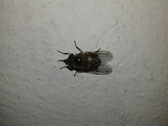 Copestylum haagii