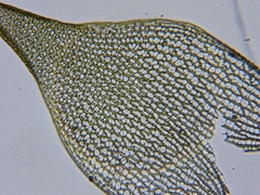 Sphagnum teres