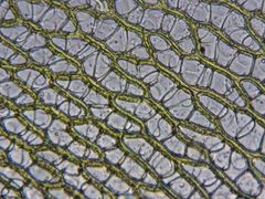 Sphagnum teres