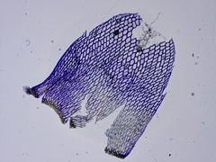 Sphagnum teres