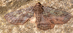 Zale aeruginosa