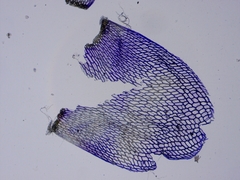 Sphagnum teres