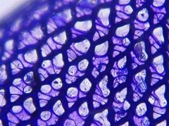 Sphagnum teres