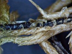 Sphagnum teres