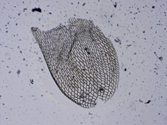 Sphagnum teres