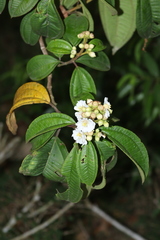 Miconia subhirsuta
