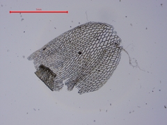Sphagnum teres