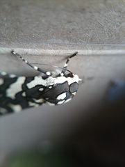 Arachnis zuni