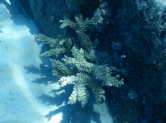 Acropora sarmentosa